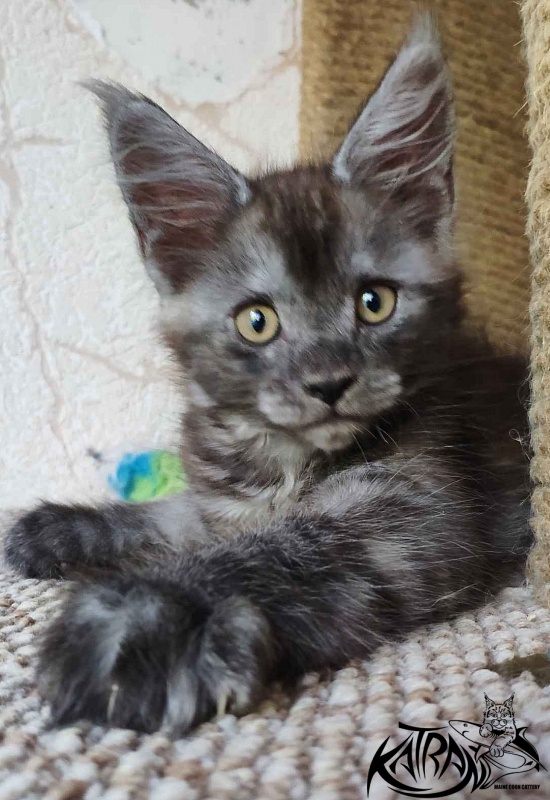 Katran Fortuna - Kitten maine-coon 2 months