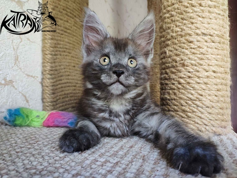 Katran Fortuna - Kitten maine-coon 2 months