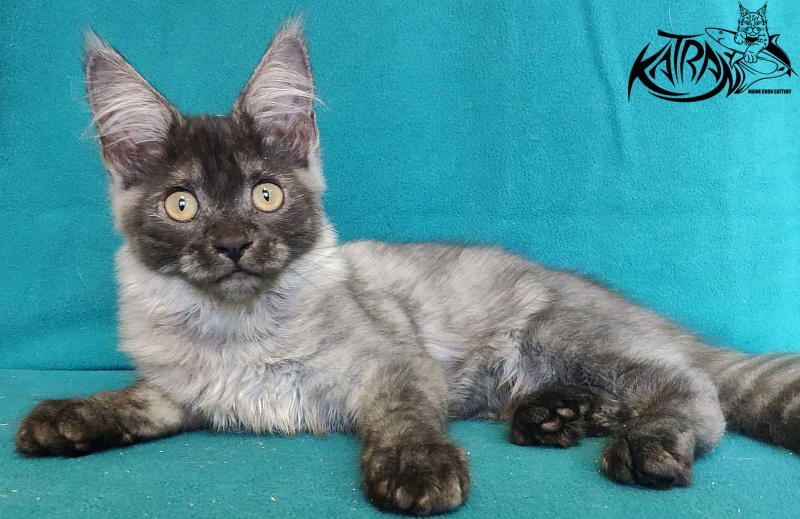 Katran Fortuna - Kitten maine-coon 4 months