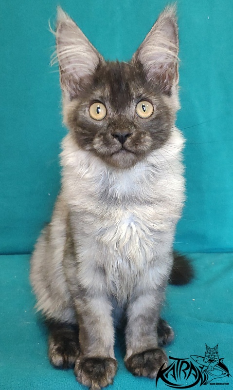 Katran Fortuna - Kitten maine-coon 4 months