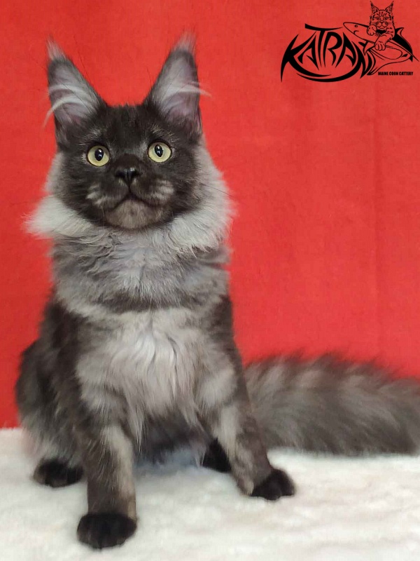 Katran Fortuna - Kitten maine-coon 6 months