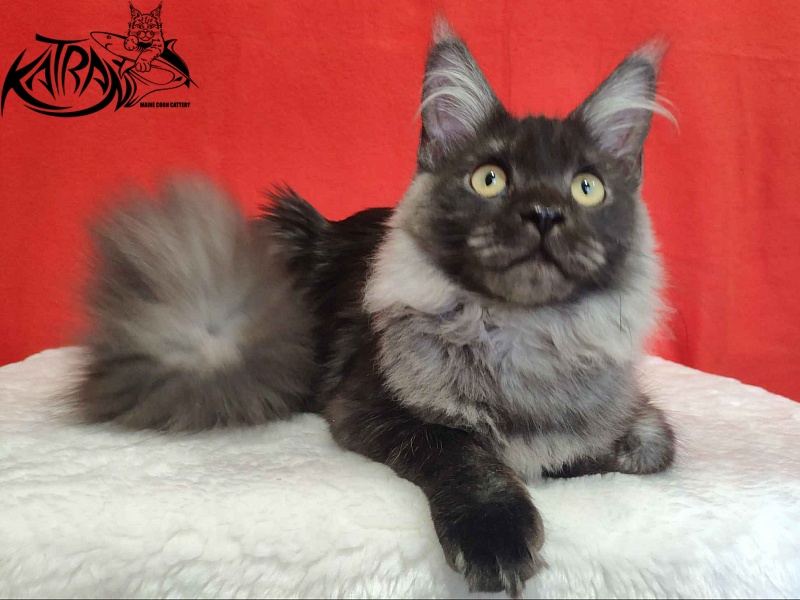 Katran Fortuna - Kitten maine-coon 6 months