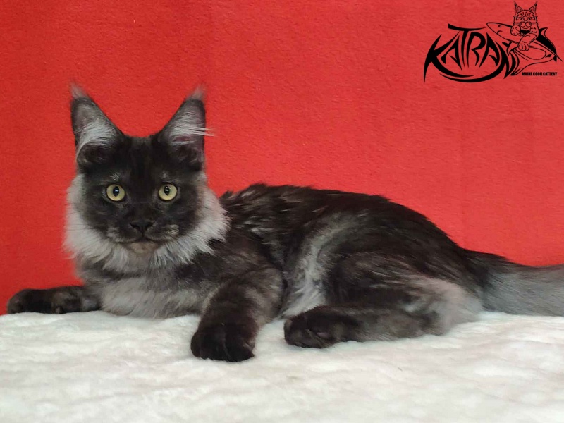 Katran Fortuna - Kitten maine-coon 6 months