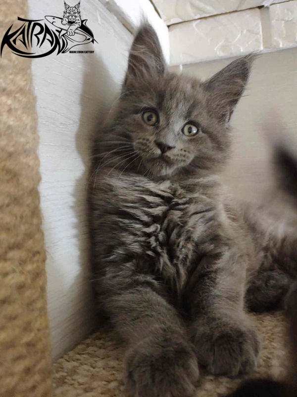 Katran Graf Grey - Кошеня мейн-кун 2 місяця