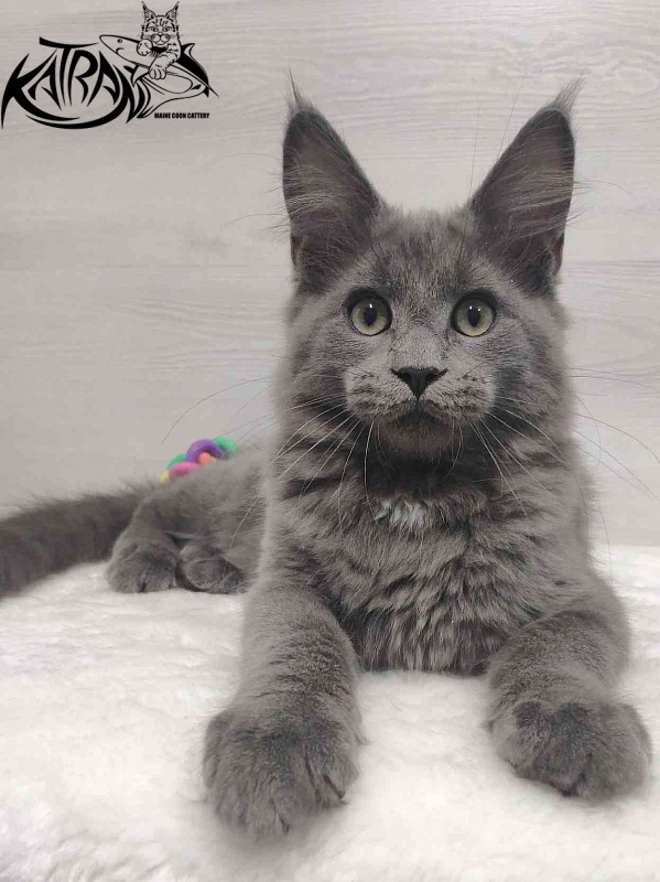 Katran Graf Grey - Кошеня мейн-кун 3 місяця