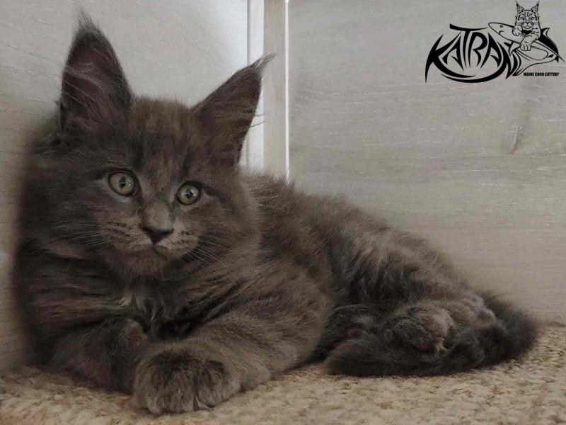 Katran Graf Grey - Кошеня мейн-кун 2 місяця