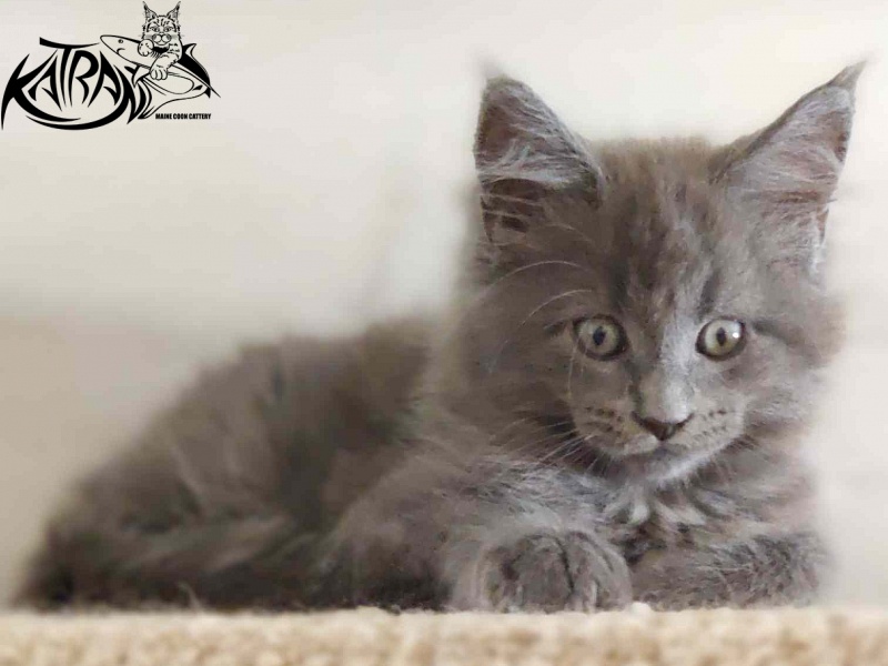 Katran Graf Grey - Кошеня мейн-кун 2 місяця