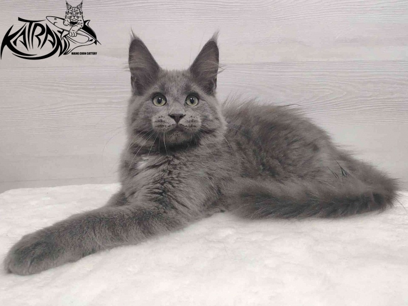 Katran Graf Grey - Кошеня мейн-кун 3 місяця