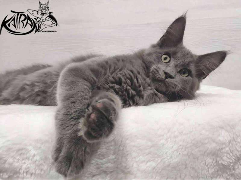Katran Graf Grey - Кошеня мейн-кун 3 місяця