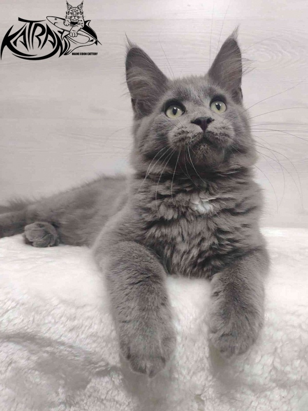 Katran Graf Grey - Кошеня мейн-кун 3 місяця