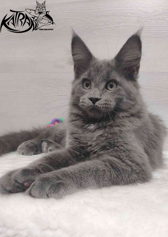 Katran Graf Grey - Кошеня мейн-кун 3 місяця