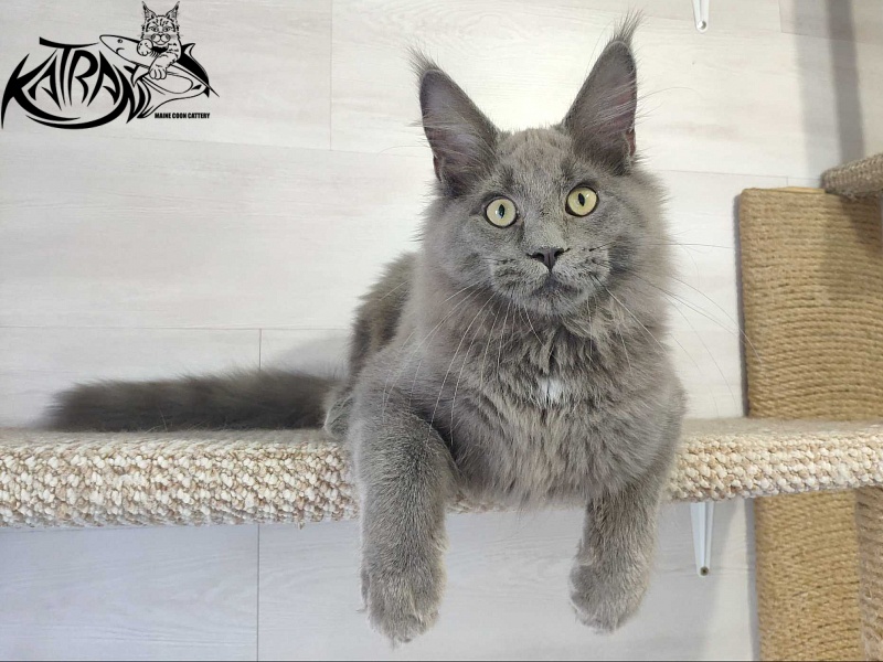 Katran Graf Grey - Кошеня мейн-кун 5 місяців