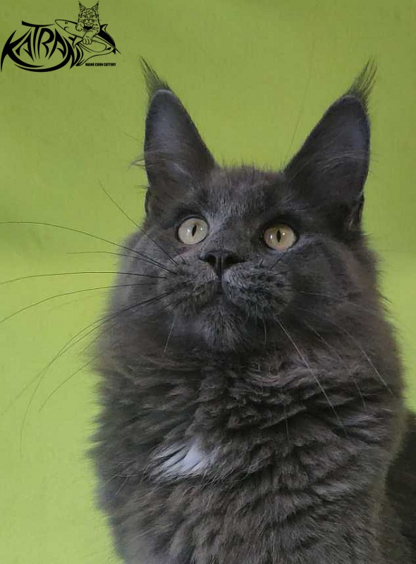 Katran Graf Grey - Кошеня мейн-кун 6 місяців