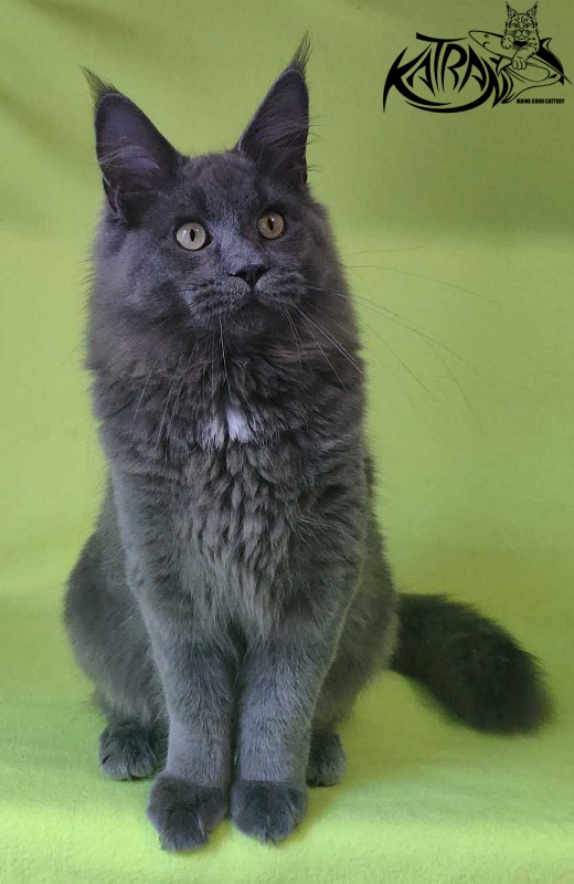 Katran Graf Grey - Кошеня мейн-кун 6 місяців