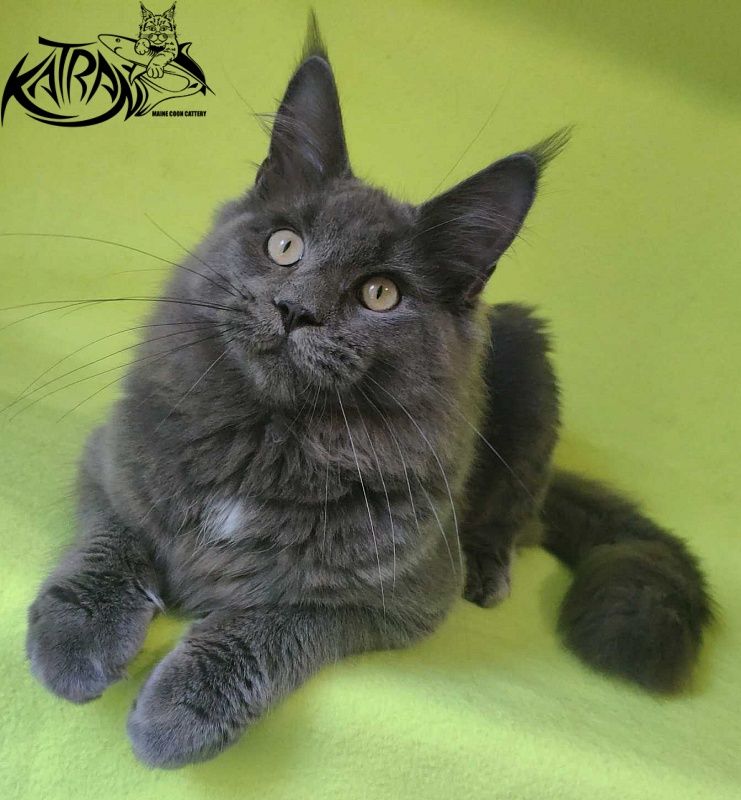 Katran Graf Grey - Кошеня мейн-кун 6 місяців