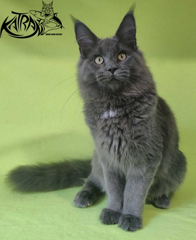 Katran Graf Grey - Кошеня мейн-кун 6 місяців