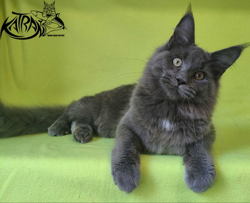 Katran Graf Grey - Кошеня мейн-кун 6 місяців