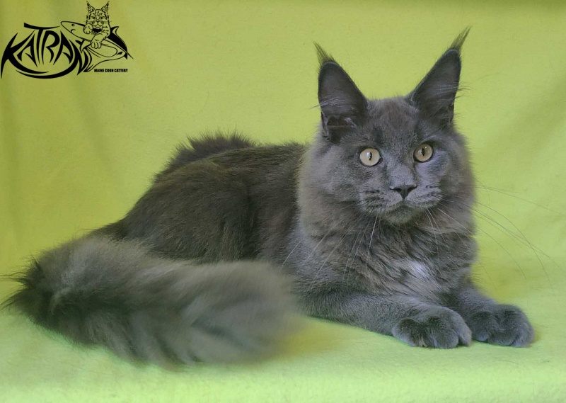 Katran Graf Grey - Кошеня мейн-кун 6 місяців