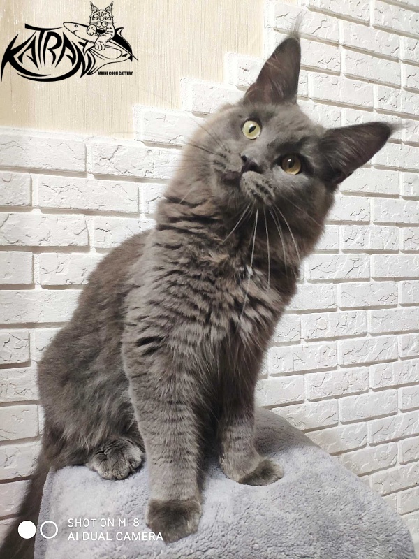 Katran Graf Grey - Юніор мейн-кун 7 місяців