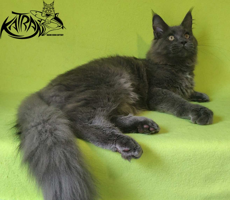Katran Graf Grey - Кошеня мейн-кун 6 місяців