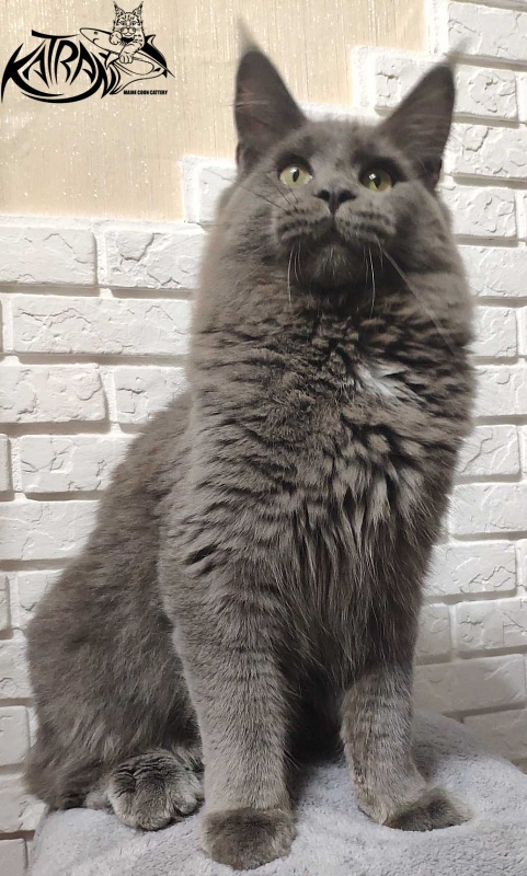 Katran Graf Grey - Юніор мейн-кун 7 місяців