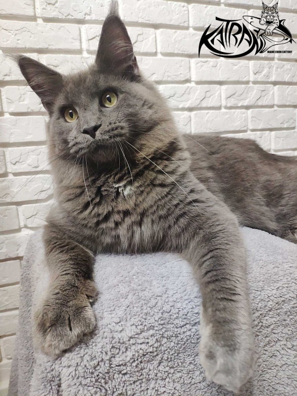 Katran Graf Grey - Юніор мейн-кун 7 місяців