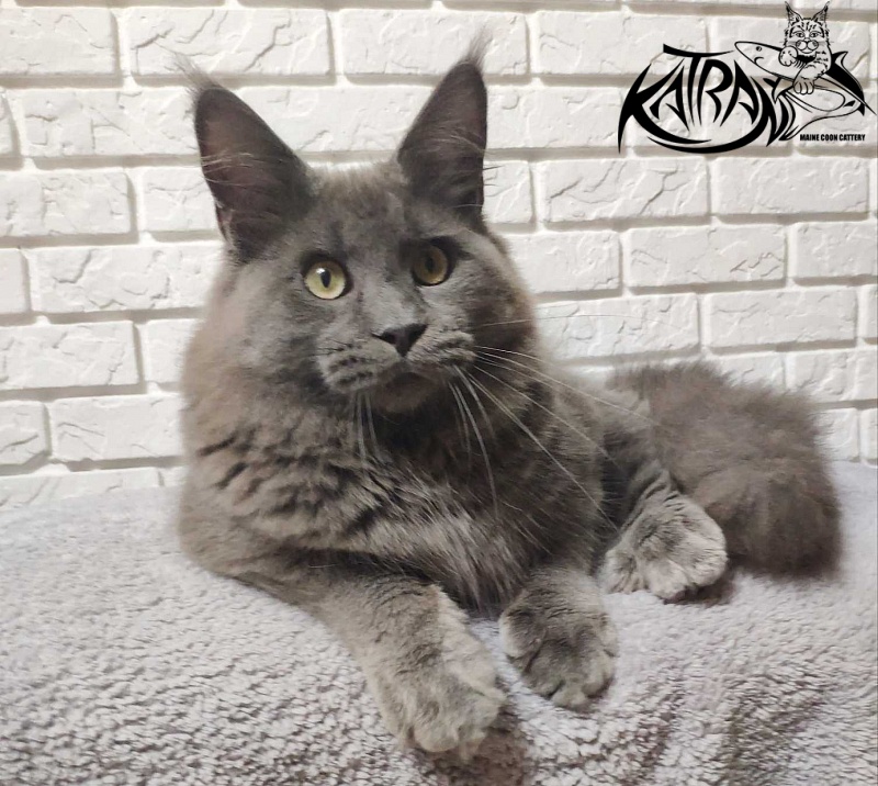 Katran Graf Grey - Юніор мейн-кун 7 місяців