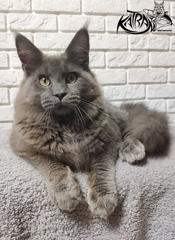 Katran Graf Grey - Юніор мейн-кун 7 місяців