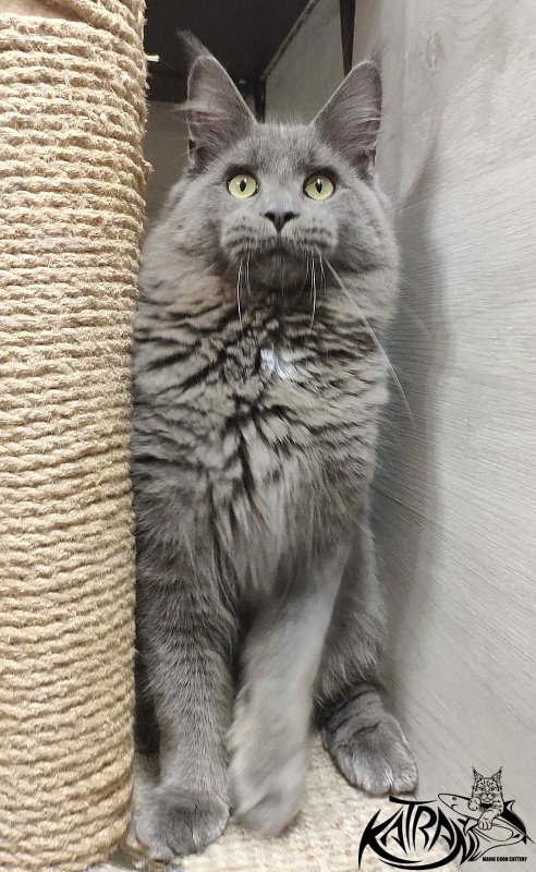 Katran Graf Grey - Юніор мейн-кун 7 місяців