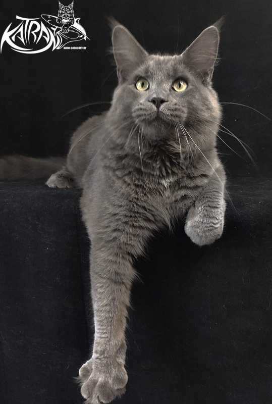 Katran Graf Grey - Юніор мейн-кун 8 місяців