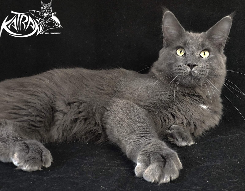 Katran Graf Grey - Юніор мейн-кун 8 місяців