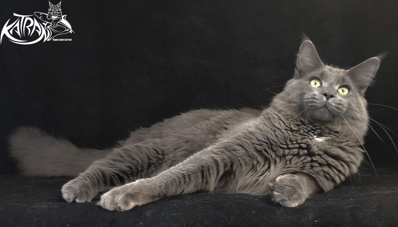 Katran Graf Grey - Юніор мейн-кун 8 місяців