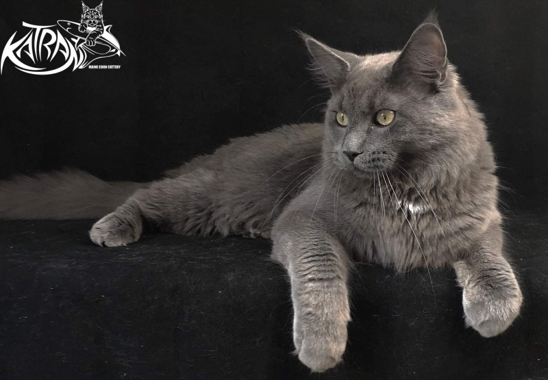 Katran Graf Grey - Юніор мейн-кун 8 місяців