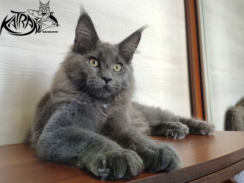 Katran Graf Grey - Кошеня мейн-кун 5 місяців