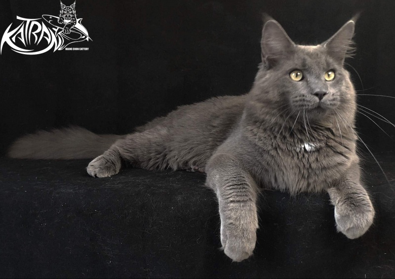 Katran Graf Grey - Юніор мейн-кун 8 місяців