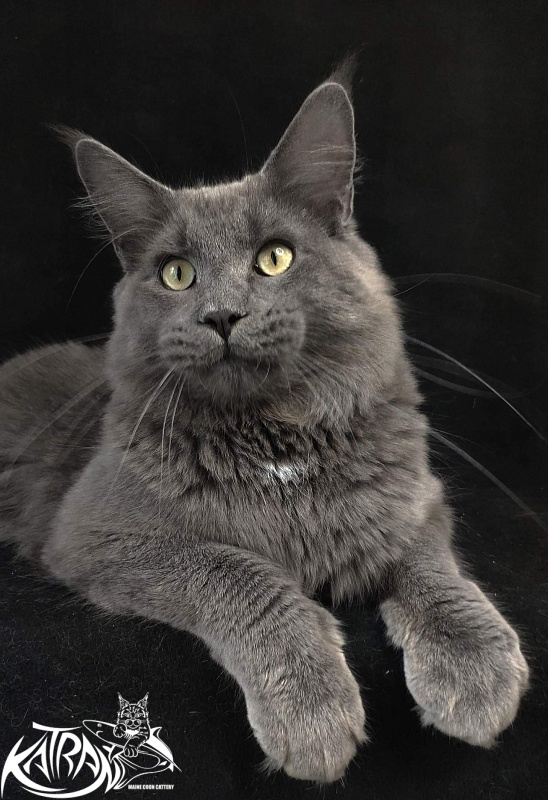 Katran Graf Grey - Юніор мейн-кун 8 місяців