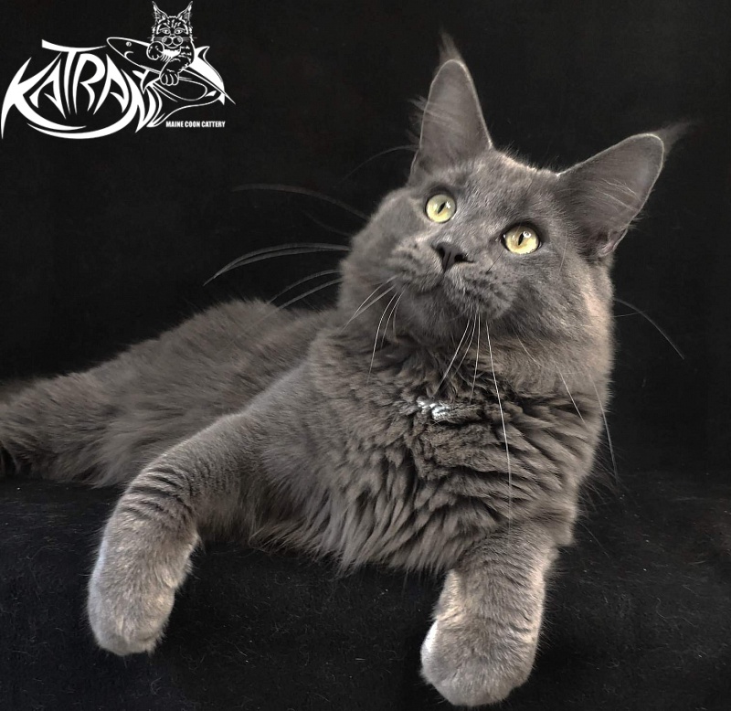 Katran Graf Grey - Юніор мейн-кун 8 місяців