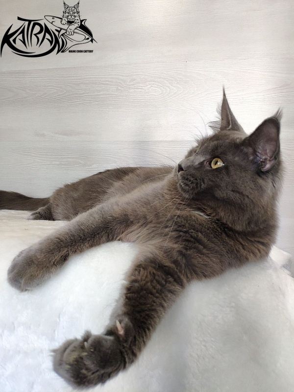Katran Graf Grey - Юніор мейн-кун 9 місяців
