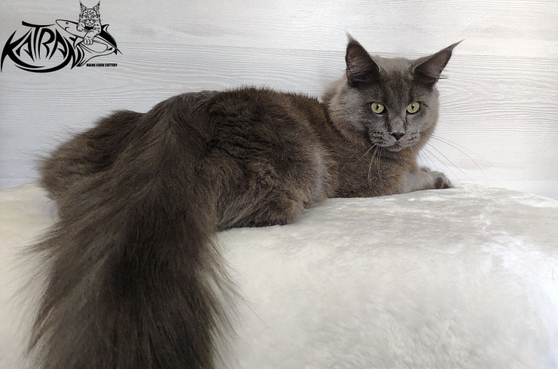 Katran Graf Grey - Юніор мейн-кун 9 місяців