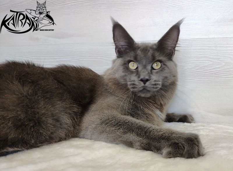 Katran Graf Grey - Юніор мейн-кун 9 місяців