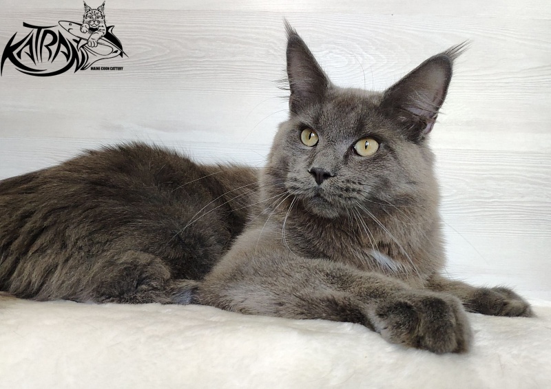 Katran Graf Grey - Юніор мейн-кун 9 місяців