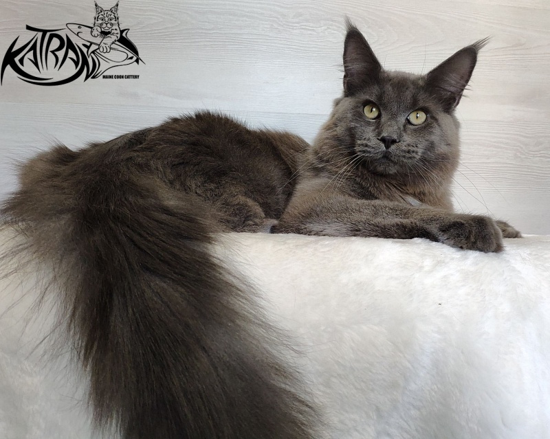 Katran Graf Grey - Юніор мейн-кун 9 місяців