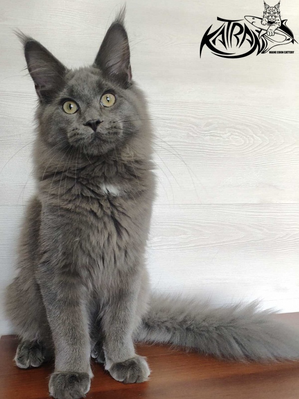 Katran Graf Grey - Кошеня мейн-кун 5 місяців