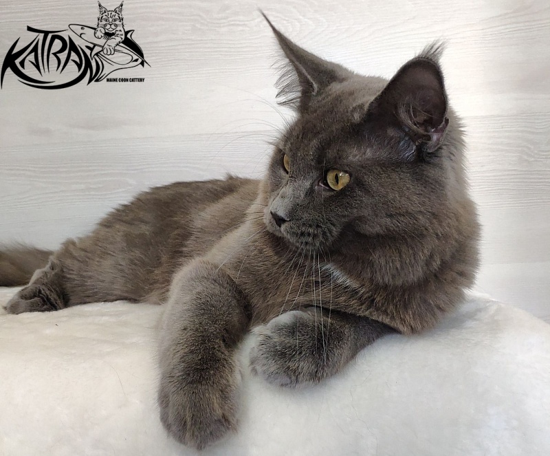 Katran Graf Grey - Юніор мейн-кун 9 місяців