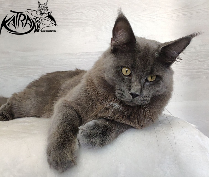 Katran Graf Grey - Юніор мейн-кун 9 місяців