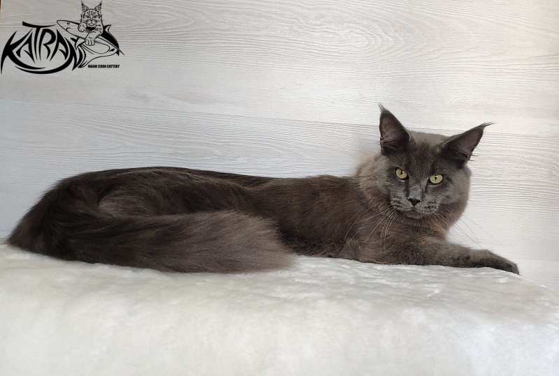 Katran Graf Grey - Юніор мейн-кун 9 місяців