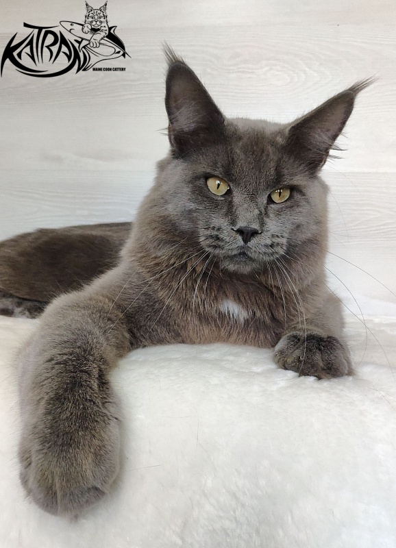 Katran Graf Grey - Юніор мейн-кун 9 місяців
