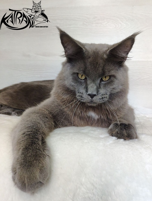 Katran Graf Grey - Юніор мейн-кун 9 місяців