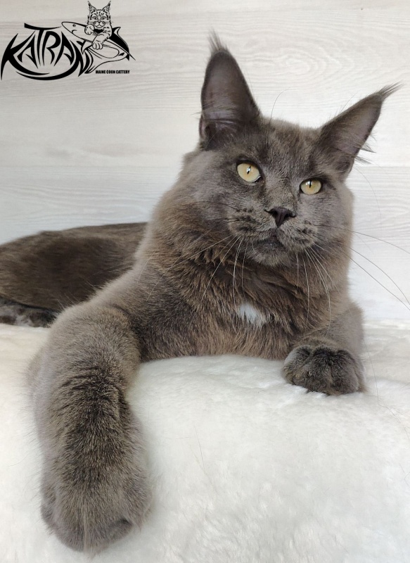 Katran Graf Grey - Юніор мейн-кун 9 місяців