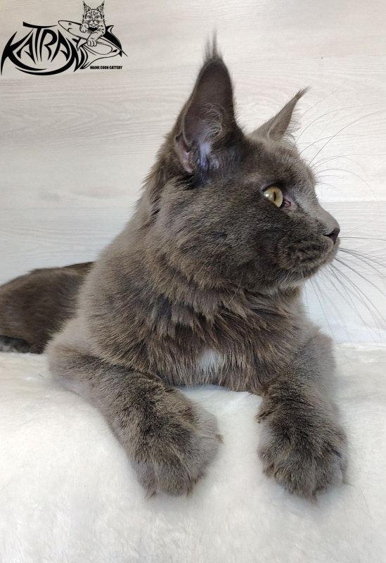 Katran Graf Grey - Юніор мейн-кун 9 місяців